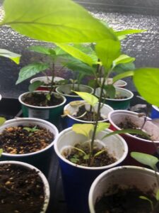 Bell Pepper seedlings in solo cups growing for spring garden under lights