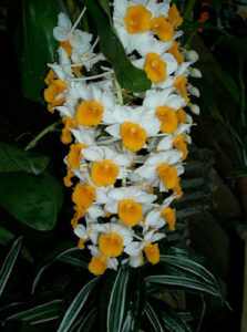 Dendrobium Thyrsiflorum Orchid